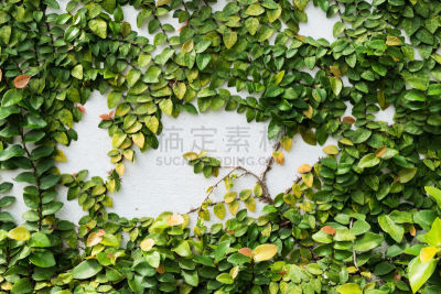 植物,水泥,雏菊,围墙
