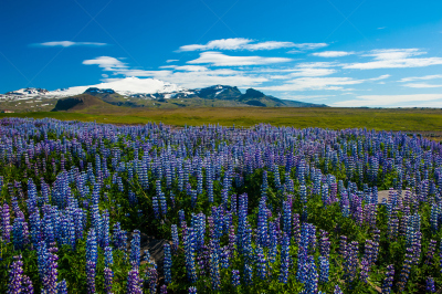 羽扇豆,山,斯堪的纳维亚半岛,斯奈山半岛,雪山,雪,nootka lupin,壁纸,色彩鲜艳,植物