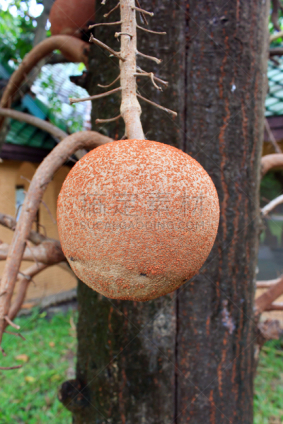 尤脑香科树,自然,垂直画幅,烤咖啡豆,咖啡生豆,水果,无人,僧院,印度,寺庙