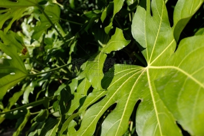 蓖麻油,日光,英格兰,色彩鲜艳,叶子,植物,八角金盘属,夏天,绿色,看