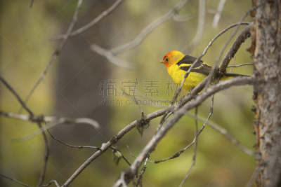 西部裸鼻雀,枝,杰克逊湖,杰克逊霍尔,水平画幅,无人,怀俄明,鸟类,户外,不看镜头
