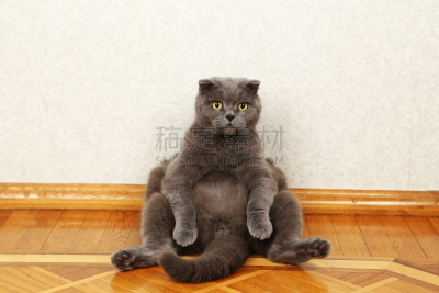 猫,硬木地板,自然美,黑色,纯种犬,水平画幅,可爱的,嬉戏的,木制,猫科动物
