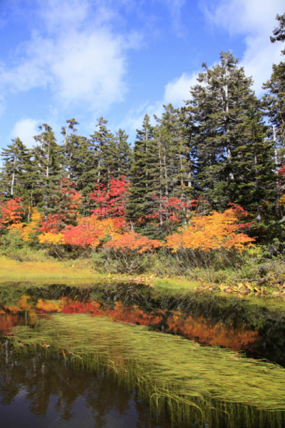 沼泽,叶子,层云峡,大雪山国家公园,上川,垂直画幅,水,天空,国家公园,云