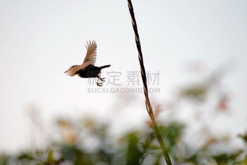 鹪鹩,小的,鸟类,北美歌雀,小鸟球,高尔夫球运动,自然,褐色,水平画幅,地形