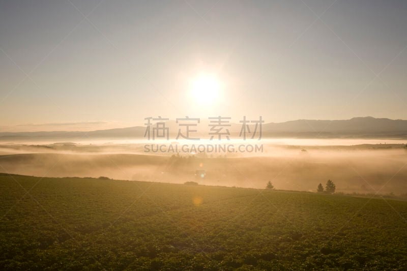 太阳,长春花属,富良野盆地,日本,自然,天空,水平画幅,地形,无人,早晨