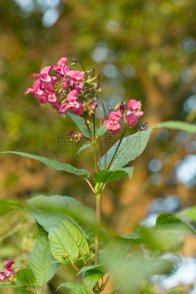凤仙花属植物,警盔,观赏宝石草,杜鹃花目,垂直画幅,无人,巨大的,图像,特写,红色