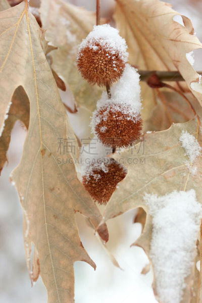 车前草树,垂直画幅,美,公园,气候,小无花果树,枝繁叶茂,雪,无人,户外