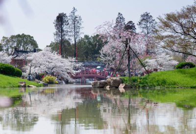 中国,湖北省,樱之花,园林,热,池塘,植物,户外,晴朗,充满的