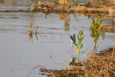 翠鸟,红树林,潮汐,螃蟹,大群动物,垃圾,鱼类,塑胶,潜水,捕食