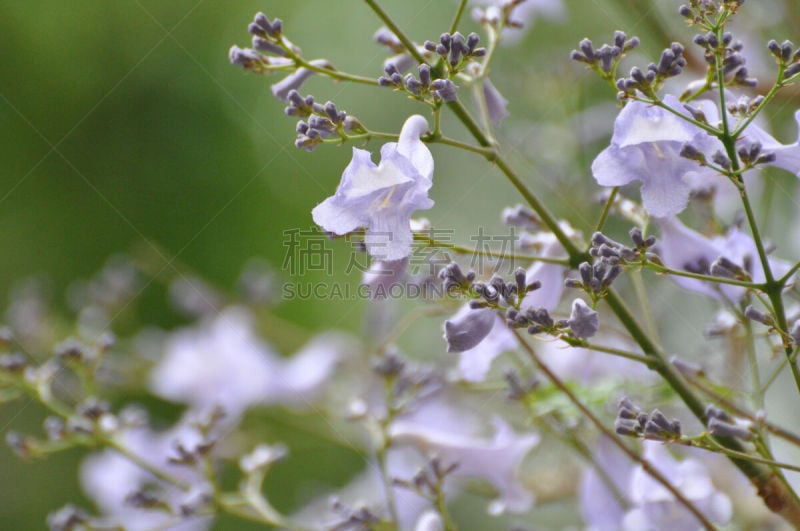 仅一朵花,脆弱,春天,紫色,自然,水平画幅,绿色,无人,户外,植物