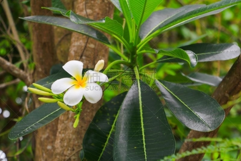 赤素馨花,白色,宝塔,自然美,普通名称,寺庙,美,芳香的,水平画幅,spa美容