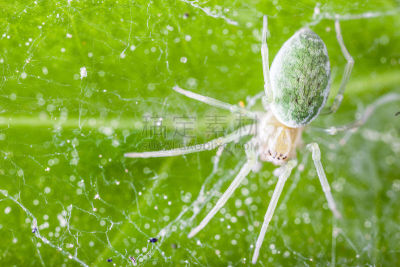 蜘蛛,mesh-web spider,螨,织巢鸟,农业,野生动物,蜘蛛纲,小的,自然美,春天