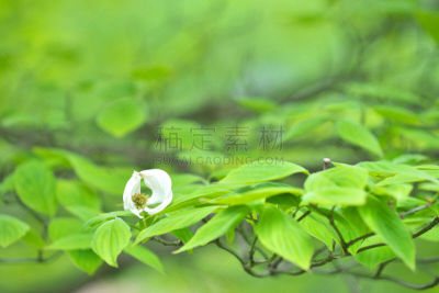佛罗里达,白色,春天,水平画幅,无人,开花的山茱萸,日本,红山茱萸,神奈川县,箭木