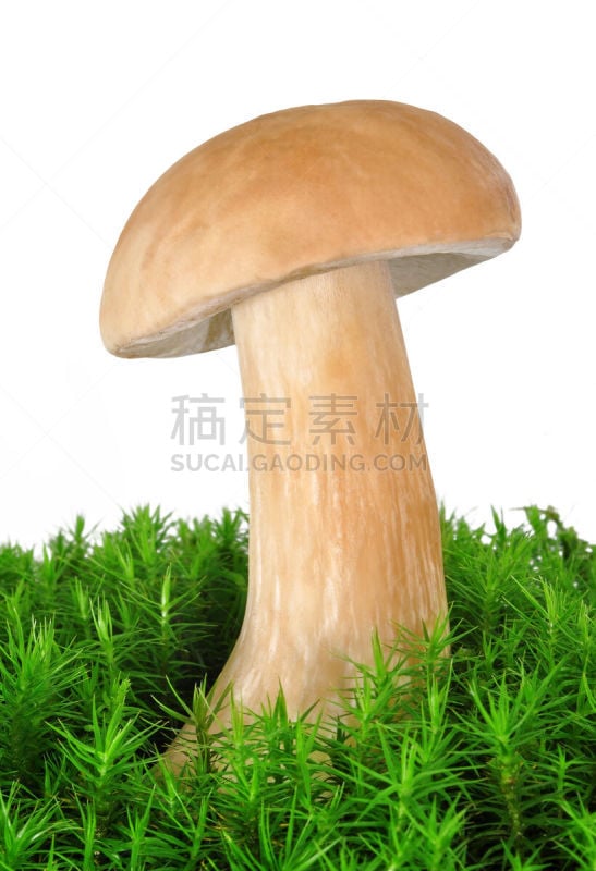 美味牛肝菌,自然,垂直画幅,绿色,无人,苔藓,有机食品,特写,食用菌,真菌