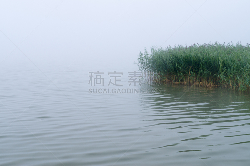 秘密,湖,莎草,灌木林,在上面,背景,长春花属,湿,暗色,黄昏