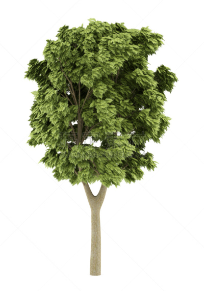 美国白蜡树,白色背景,分离着色,垂直画幅,绿色,无人,夏天,背景分离,植物茎,白色