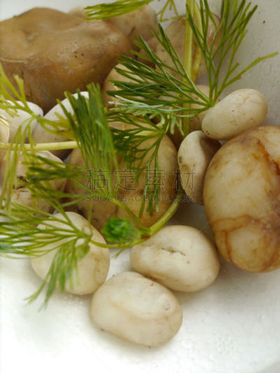 藻类,垂直画幅,褐色,水生植物,形状,小的,无人,特写,黑藻属,叶子