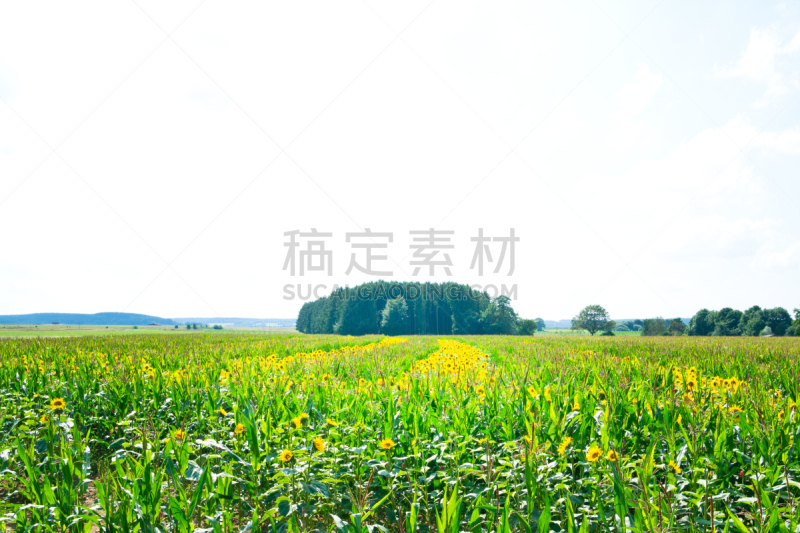 向日葵,农业,色彩鲜艳,自然美,玉米,夏天,户外,天空,自然,黄色