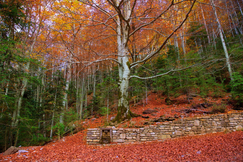 韦斯卡,宝丽丝山脉,秋天,西班牙,森林,特拉华,瓦莱,ordesa national park,阿拉贡,水平画幅