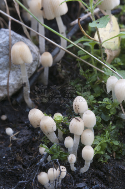 蘑菇,树桩,垂直画幅,褐色,绿色,小的,无人,苔藓,户外,生物学