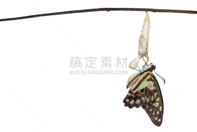 茧,僵鸟,蝴蝶,嫩枝,石墨,分离着色,豆荚,鹭管鱼,显现,握紧