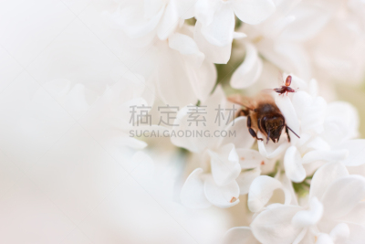 丁香花,花朵,动物肾脏,动物内脏,公园,风,水平画幅,五月,白色,植物