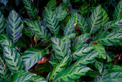 植物群,植物园,水,兰花,枝繁叶茂,夏天,石材,花园路,热带气候