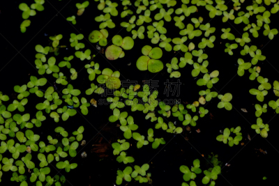 浮萍,水生植物,水,美,边框,水平画幅,无人,湿,夏天,沼泽