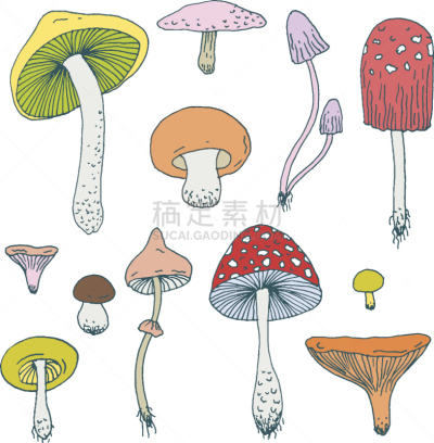 矢量,蘑菇,森林,草图,动物手,色彩鲜艳,真菌,伞形毒菌,香菇,垂直画幅