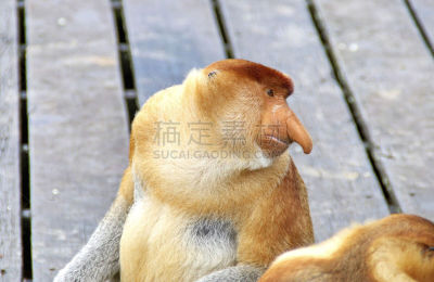 长鼻猴,马来西亚,特有物种,婆罗洲岛,山打根,古晋,哥打基纳巴卢,沙巴州,文莱,动物长鼻