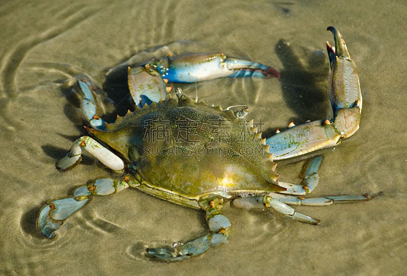 蓝蟹,水,海湾沿海,水平画幅,户外,阿拉巴马州,螃蟹,甲壳动物,环境,墨西哥湾