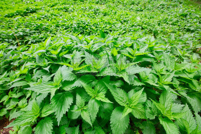 清新,刺荨麻,叶子,田地,绿色,大群动物,健康保健,枝繁叶茂,草,植物