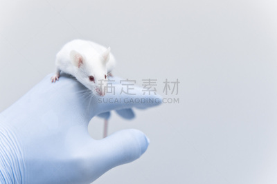 白色,动物手,鼠,研究人员,圣伯纳犬,生物科技,水平画幅,老鼠,科学实验