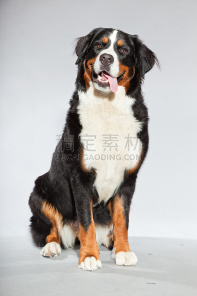 狗,影棚拍摄,圣瑟能,幼小动物,银色,可爱的,纯种犬,哺乳纲,伯恩山犬,自然美