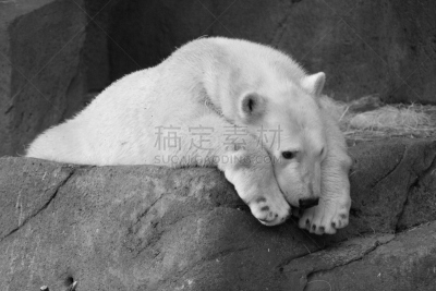 北极熊,悲哀,野生动物,水平画幅,无人,芝加哥市,爪子,户外,熊,白色