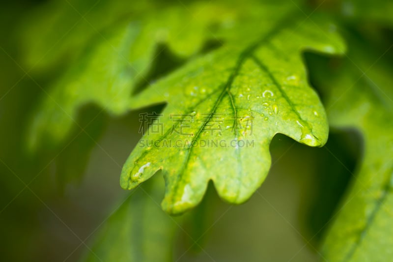 橡树叶,橡树,白栎,北方红橡树,黄绿色,叶子,选择对焦,水,草原,水平画幅