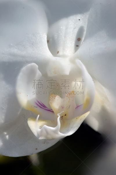 仅一朵花,自然,垂直画幅,美,新加坡,秋天,大特写,特写,女性生殖系统,摄影