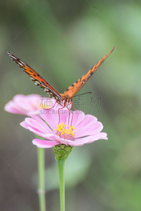 鱼尾菊,海湾豹纹蝶,自然,垂直画幅,选择对焦,野生动物,美国,橙色,无人,动物身体部位