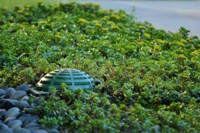 景天属植物,自然,选择对焦,美,美国,通风设备,水平画幅,绿色,无人,健康保健
