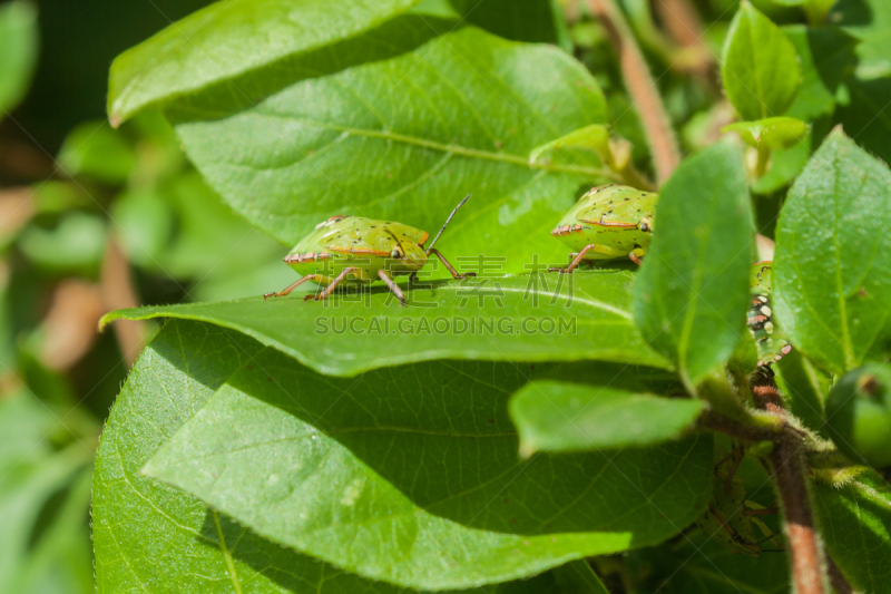 自然,水平画幅,小的,生物,无人,户外,green shield bug,heteroptera,动物群,彩色图片