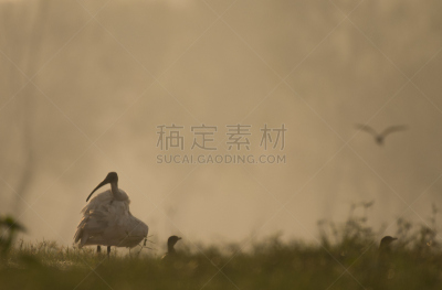黑头白鹮,水,朱鹭,早晨,动物身体部位,野外动物,湖,白色,热带气候,冬天