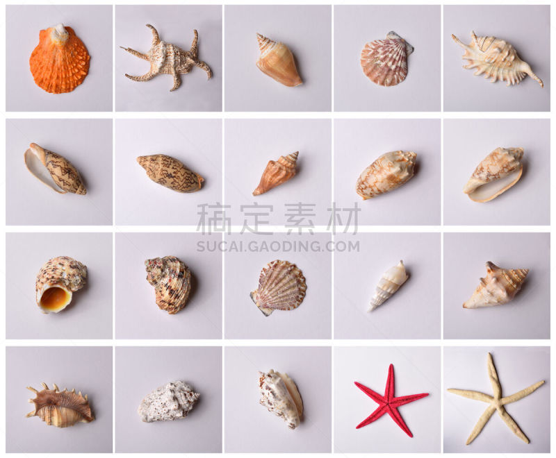 动物群,贝壳,分离着色,自然,水,式样,水平画幅,软体动物,海扇壳,夏天