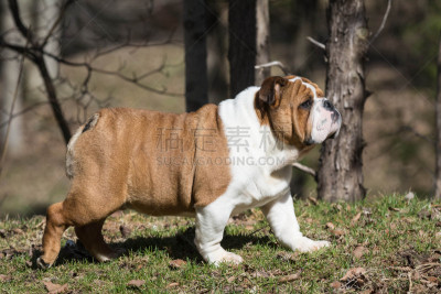 英格兰斗牛犬,小狗,宠物,水平画幅,户外,草,狗,犬科的,摄影,步行