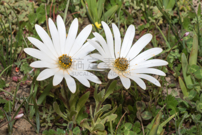 雏菊,雪,自然,水平画幅,无人,色彩鲜艳,非洲,尼湖德维,植物园,纳马夸兰