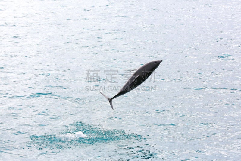 灰黑海豚,海滩,新西兰,水,美,水平画幅,无人,海豚,南太平洋,阴影