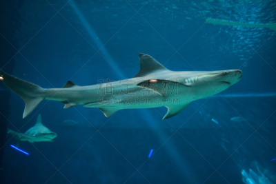 铅色真鲨,水,requiem shark,水平画幅,大西洋,水下,鲨鱼,野外动物,青铜色鲸鲨,动物主题