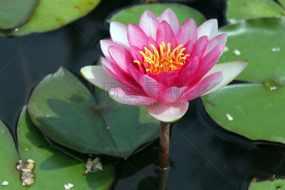 睡莲,粉色,水,温带的花,香睡莲,荷花,水平画幅,无人,仅一朵花,淡水