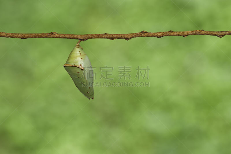 茧,蝴蝶,大公,鹭管鱼,脊背表面,蚕蛹蝴蝶球,王座,蛱蝶科,毛虫,幼虫