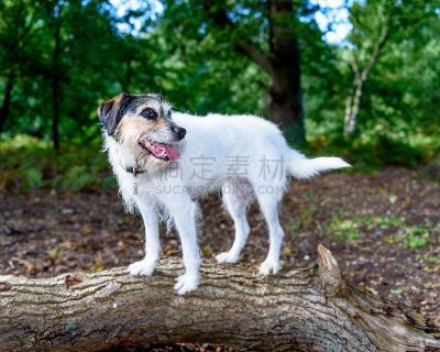 杰克拉瑟短腿犬,可爱的,摆拍,忠诚,褐色,纯种犬,水平画幅,小的,梗犬,南瓜