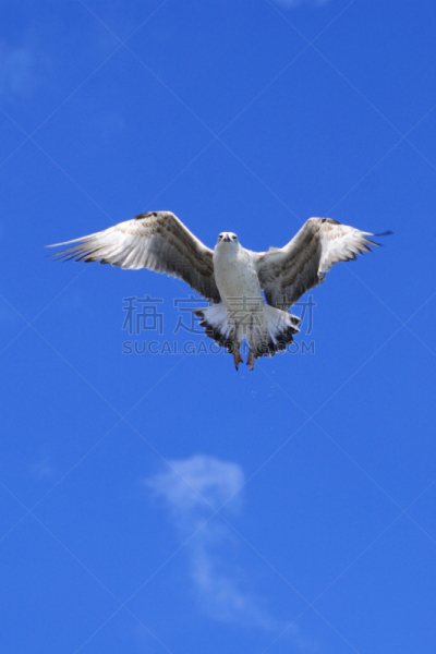 硫磺色冠凤头鹦鹉,白鹳,琵鹭,美冠鹦鹉,鹤嘴鸟,洗礼仪式,信天翁,鹳,垂直画幅,水